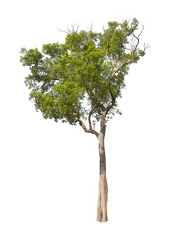 isolated tree on white background photo
