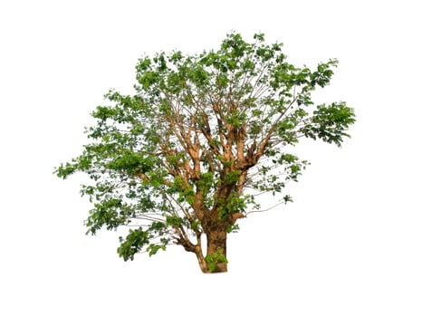 isolated tree on white background photo