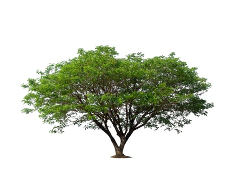 isolated tree on white background photo