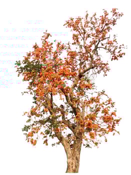isolated tree on white background photo