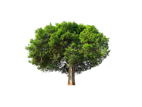 isolated tree on white background photo
