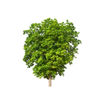 isolated tree on white background photo