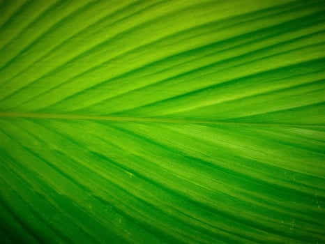 Detailed leaves background photo