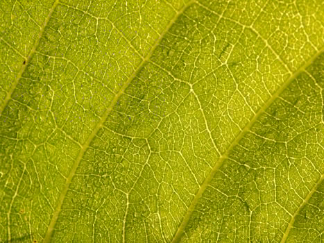 Detailed leaves background photo