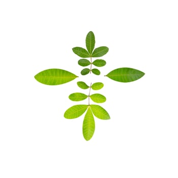Leaf Collection on White Backdrop photo