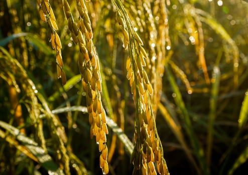 Rice field at sunset. photo