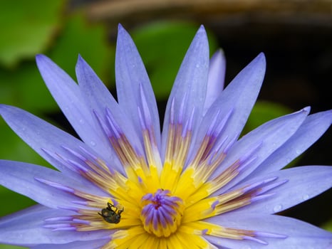 purple flowers blooming in spring beautiful purple flowers photo