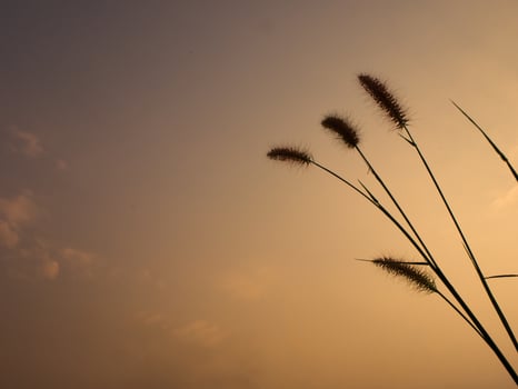 morning grass Flowers sunshine photo