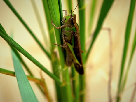 insects fly, light green grass with sunlight photo