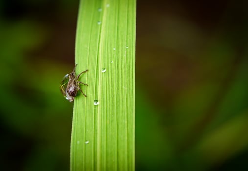 insects fly, light green grass with sunlight photo