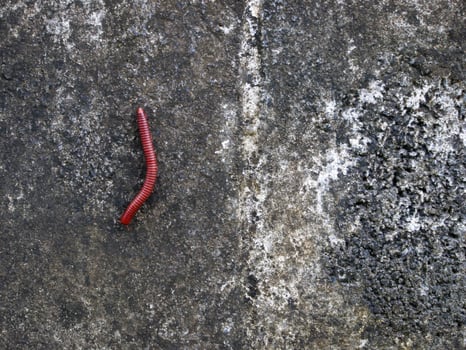 A coiled millipede shaped on ground. photo