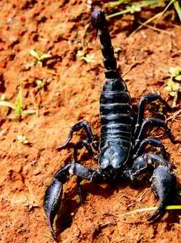 The scorpion is on the ground. photo