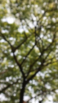 defocused blurred of a tree that has lots of twigs and leaves photo