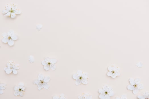 White pastel spring flower on color background . Cherry blossom flower illustration. spring and summer background. Top view. photo