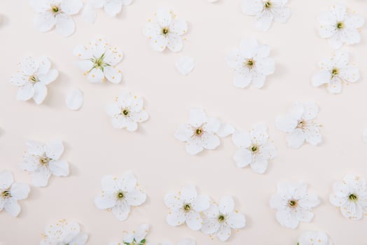 Spring nature background with lovely blossom in yellow pastel color, top view, banner. Springtime concept. photo
