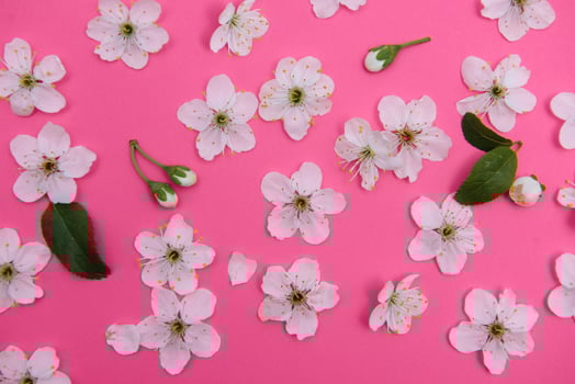cherry flowers on the pink background. spring background photo