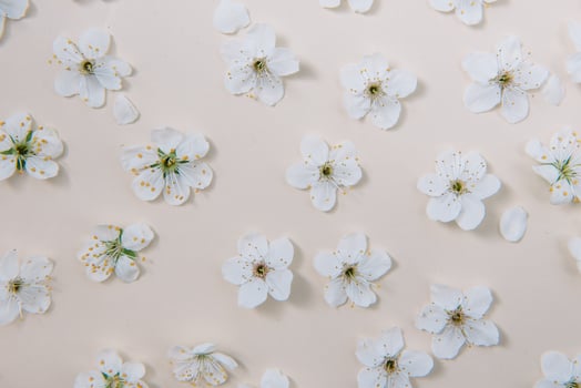 White pastel spring flower on color background . Cherry blossom flower illustration. spring and summer background. Top view. photo