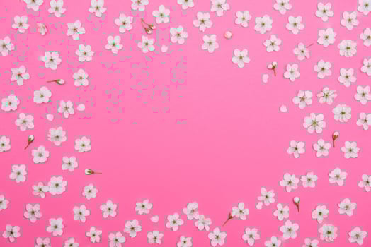 cherry flowers on the pink background. spring background. photo