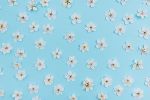 photo of spring white cherry blossom tree on blue background. View from above, flat lay, copy space. Spring and summer background. cherry blossom on a blue background