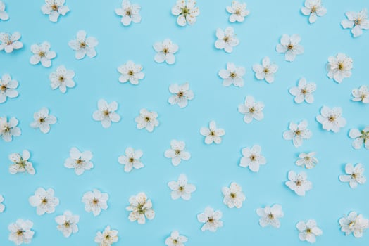 photo of spring white cherry blossom tree on blue background. View from above, flat lay, copy space. Spring and summer background. cherry blossom on a blue background