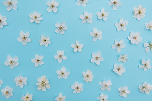 photo of spring white cherry blossom tree on blue background. View from above, flat lay, copy space. Spring and summer background. cherry blossom on a blue background
