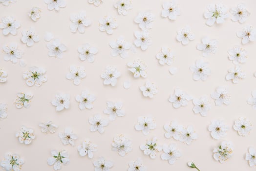 White pastel spring flower on color background . Cherry blossom flower illustration. spring and summer background. Top view. photo