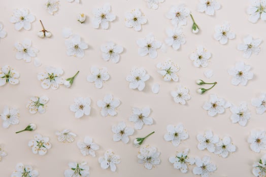 White pastel spring flower on color background . Cherry blossom flower illustration. spring and summer background. Top view. photo