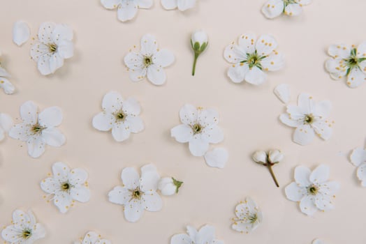 White pastel spring flower on color background . Cherry blossom flower illustration. spring and summer background. Top view. photo