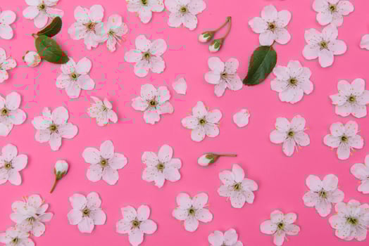 cherry flowers on the pink background. spring background photo