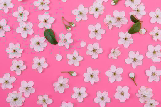 cherry flowers on the pink background. spring background photo