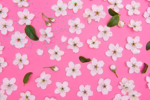cherry flowers on the pink background. spring background photo