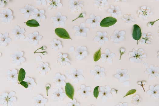 White pastel spring flower on color background . Cherry blossom flower illustration. spring and summer background. Top view. photo