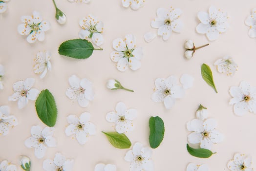 White pastel spring flower on color background . Cherry blossom flower illustration. spring and summer background. Top view photo