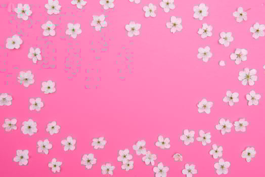 cherry flowers on the pink background. spring background. photo