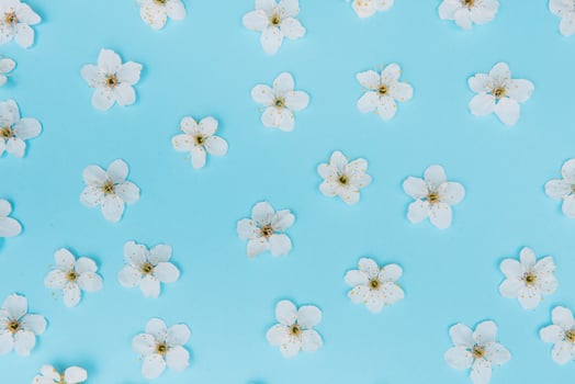 photo of spring white cherry blossom tree on blue background. View from above, flat lay, copy space. Spring and summer background. cherry blossom on a blue background