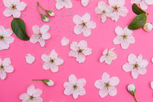 cherry flowers on the pink background. spring background photo