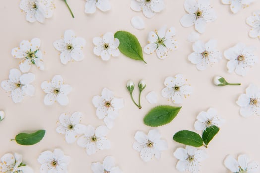 Spring nature background with lovely blossom in yellow pastel color, top view, banner. Springtime concept. photo