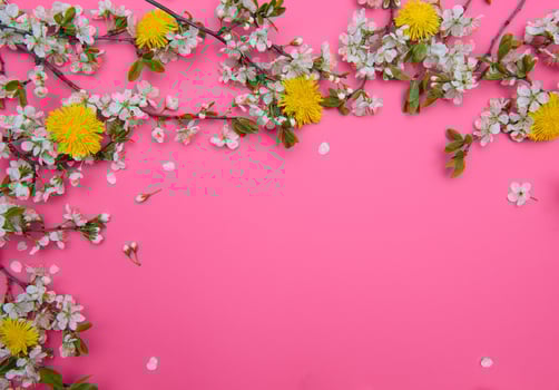 photo of spring white cherry blossom tree on pastel pink background. View from above, flat lay.