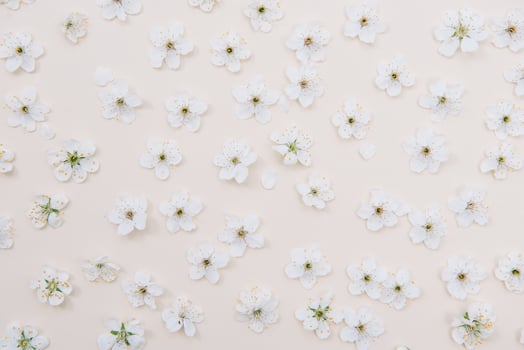 White pastel spring flower on color background . Cherry blossom flower illustration. spring and summer background. Top view. photo