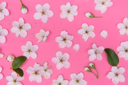 cherry flowers on the pink background. spring background. photo
