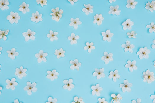 photo of spring white cherry blossom tree on blue background. View from above, flat lay, copy space. Spring and summer background. cherry blossom on a blue background