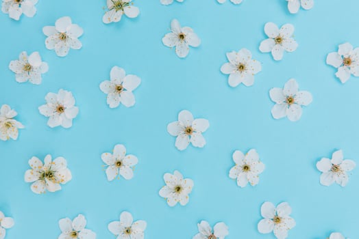 photo of spring white cherry blossom tree on blue background. View from above, flat lay, copy space. Spring and summer background. cherry blossom on a blue background