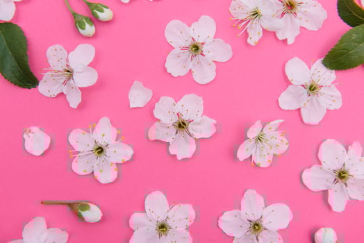cherry flowers on the pink background. spring background photo