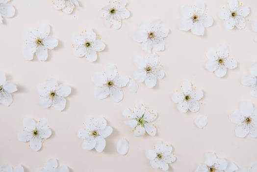 White pastel spring flower on color background . Cherry blossom flower illustration. spring and summer background. Top view. photo