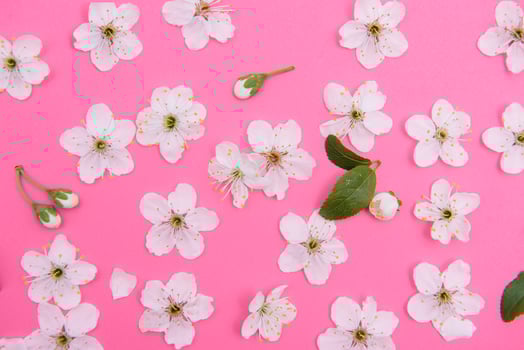 cherry flowers on the pink background. spring background photo