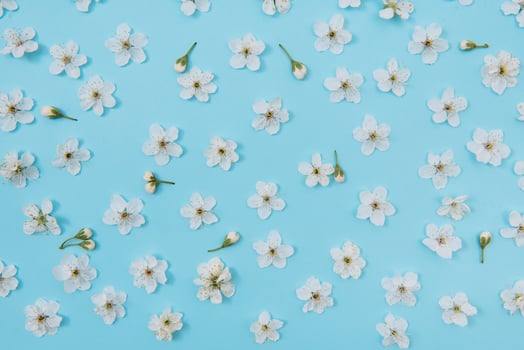 photo of spring white cherry blossom tree on blue background. View from above, flat lay, copy space. Spring and summer background. cherry blossom on a blue background