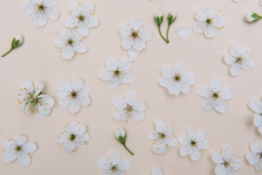 White pastel spring flower on color background . Cherry blossom flower illustration. spring and summer background. Top view. photo