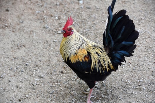 Stunning Rooster in a Barren Barnyard photo