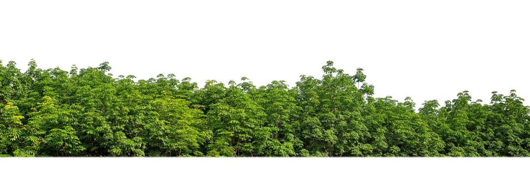 A group of rich green trees High resolution on white background. photo