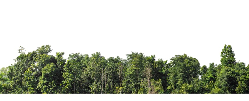 A group of rich green trees High resolution on white background. photo